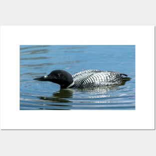 Male Loon Posters and Art